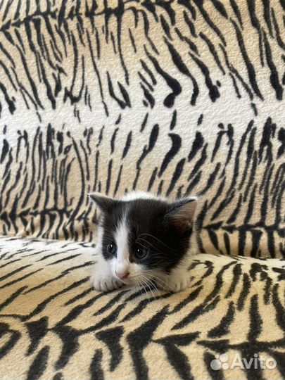 Котенок мальчик бесплатно