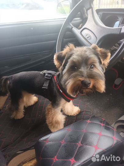 Йоркширский терьер