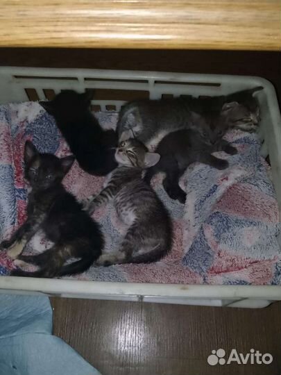 Котята в добрые руки бесплатно