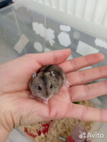 Джунгарский хомяк
