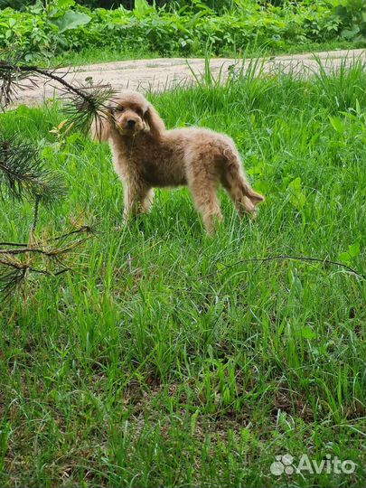 Пудель щенки абрикос и красные