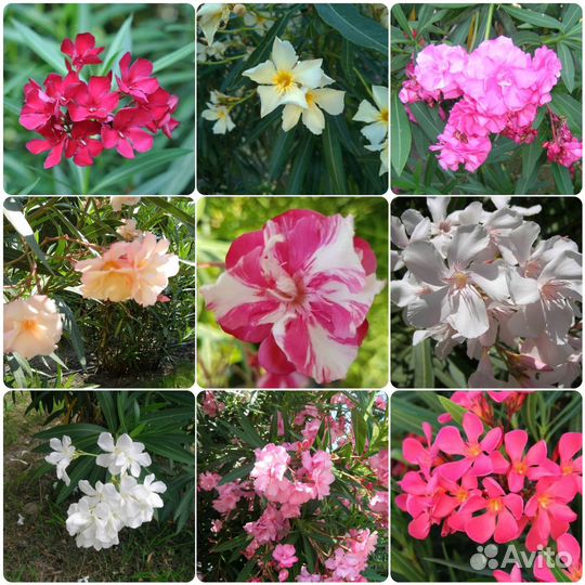 Олеандр, семена