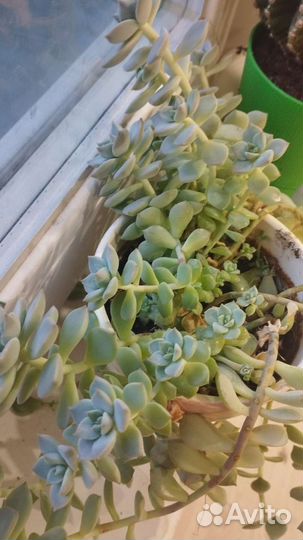 Кактусы и суккуленты