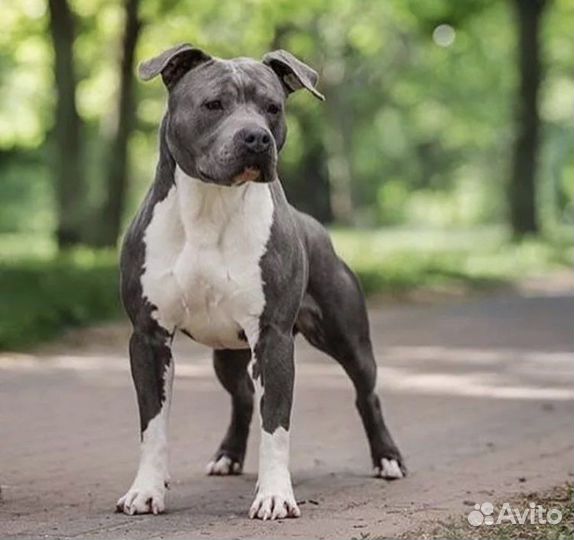 Выгул собак и кошек.Бег и игры