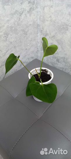 Женское счастье, мужское счастье