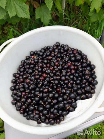 Чёрная смородина