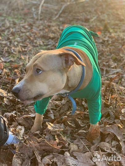 Питбуль в добрые руки