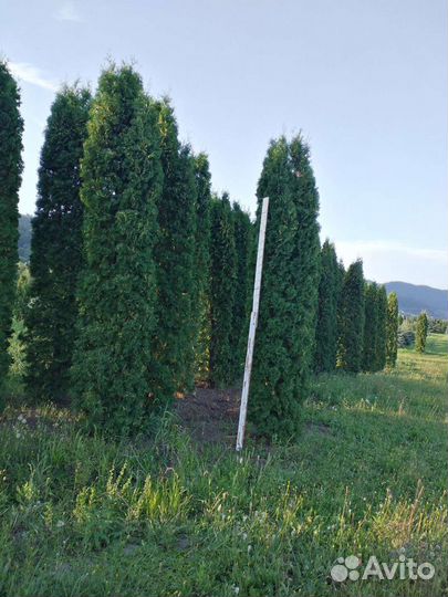 Туя Колумна