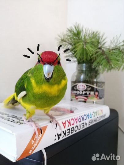 Попугай какарик