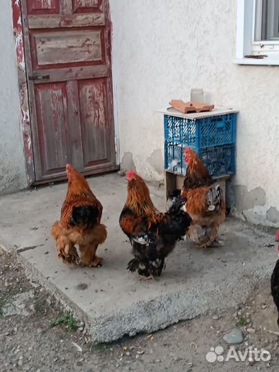 Петух брама