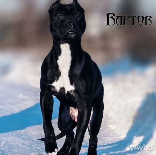 Чёрный питбуль щенки