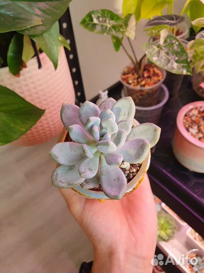 Суккуленты