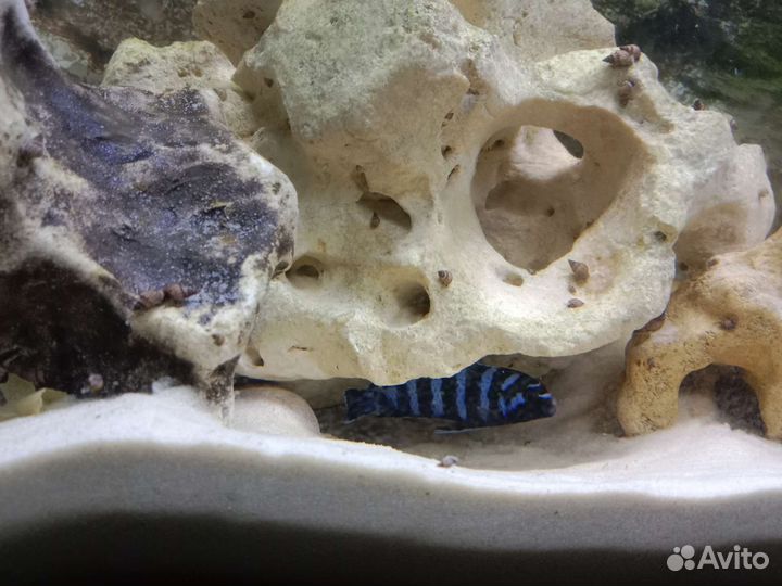 Малавийские цихлиды демасони