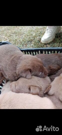 Собаки бесплатно в добрые руки