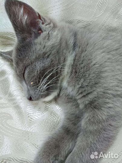 Порода дворянская