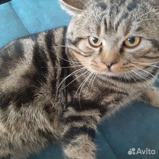 Шотландский кот вязка