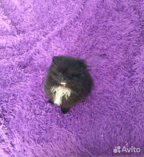 Щенки шпица