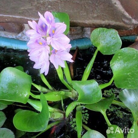 Предлагаю водный гиацинт и кувшинку