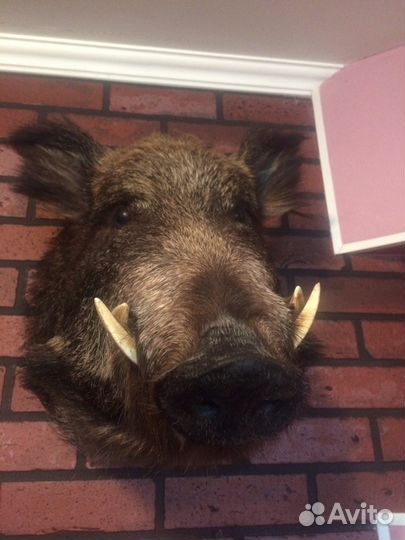 Чучело кабана