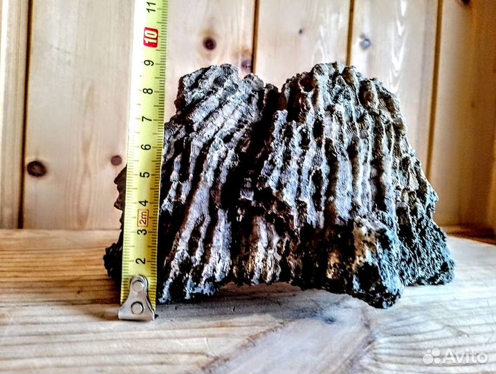 Окаменелые кораллы