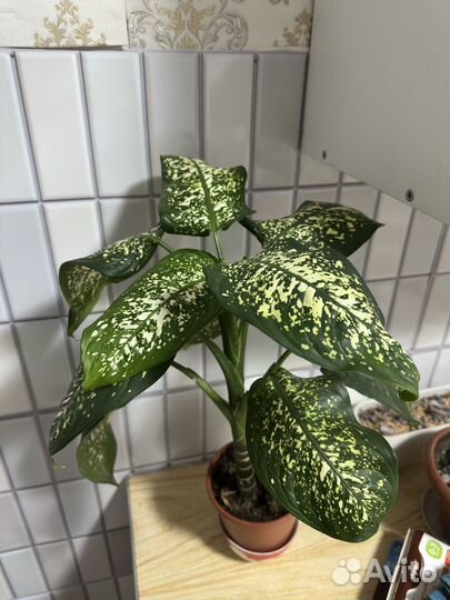 Диффенбахия