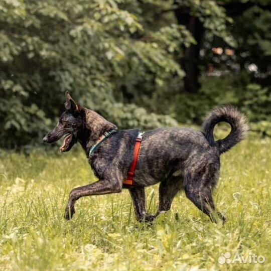 Тигровая собака в добрые руки