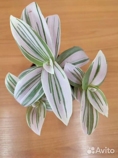 Традесканция