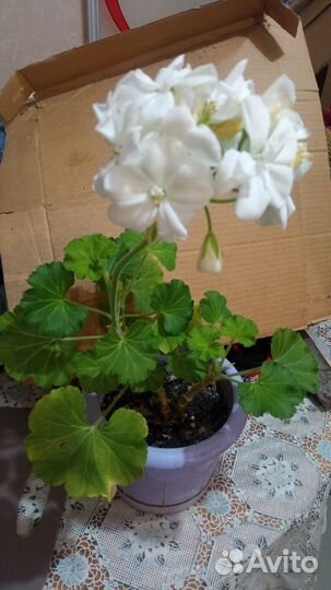 Пеларгония герань