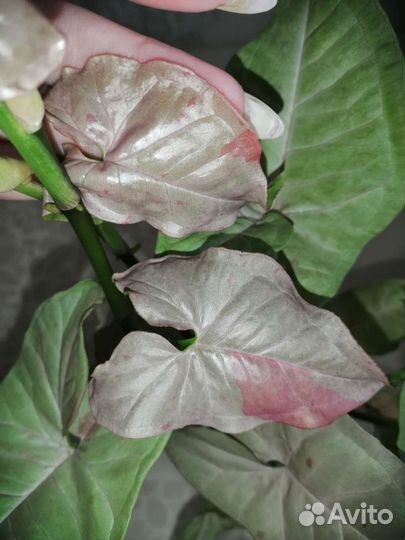 Сингониумы сортовые