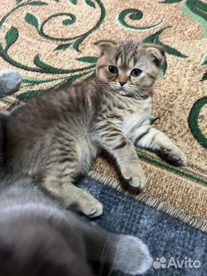 Шотландские вислоухие котята