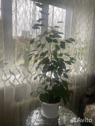 Фикус Бенджамина