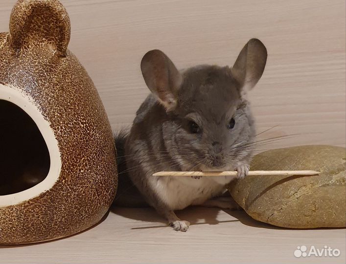 Шиншилленок бархатный фиолет мальчик 6 мес