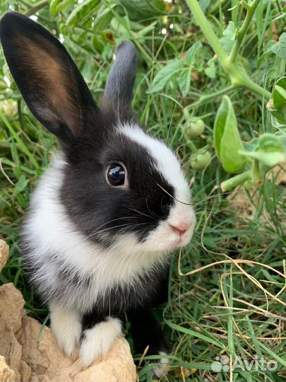 Крольчата породы 