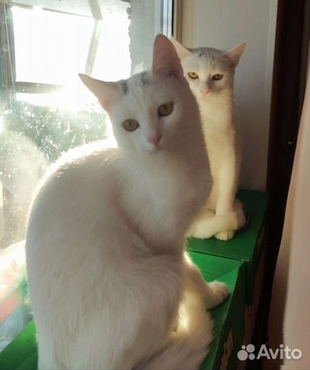 Котик ищет дом