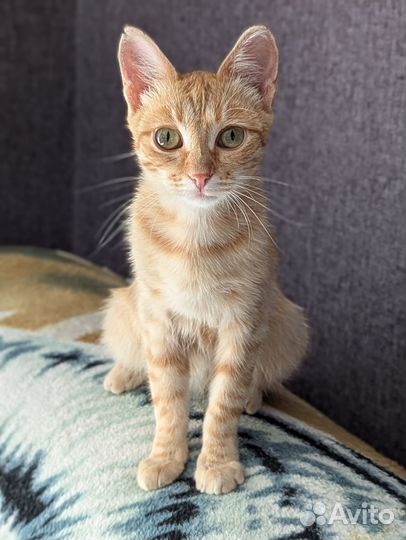 Рыжая молодая кошечка в добрые руки
