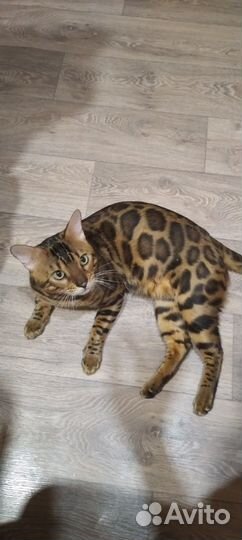 Бенгальский кот вязка