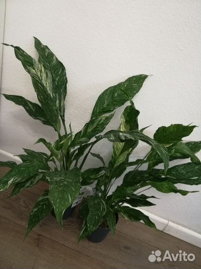 Спатифиллум Даймонд