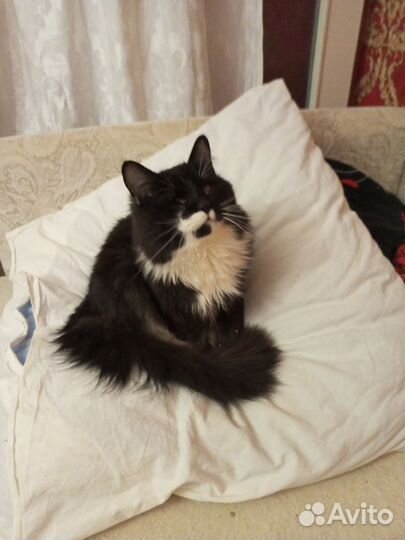 Котенок в добрые руки