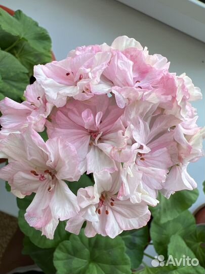 Пеларгония Герань сортовая цветущая