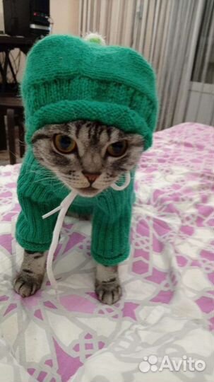 Кошки в добрые руки бесплатно