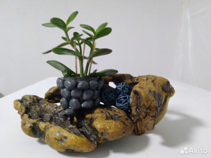 Флорариум суккуленты