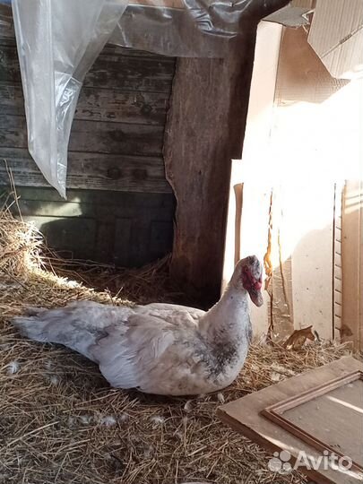 Селезень индоутки