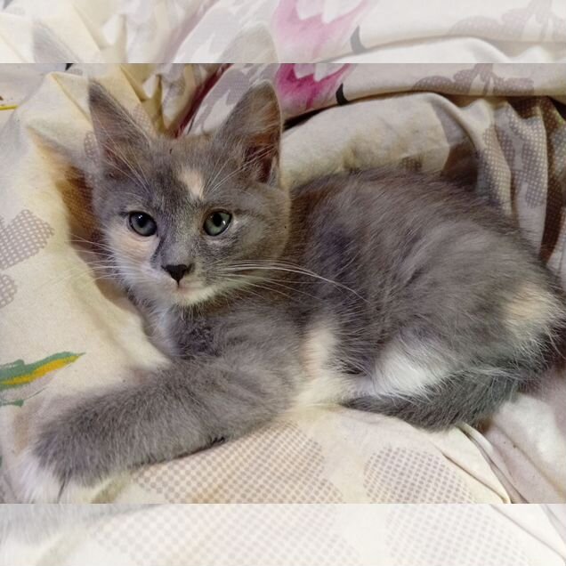Котёнок в добрые руки
