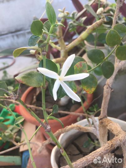 Дерево бонсай Карисса Грандифлора