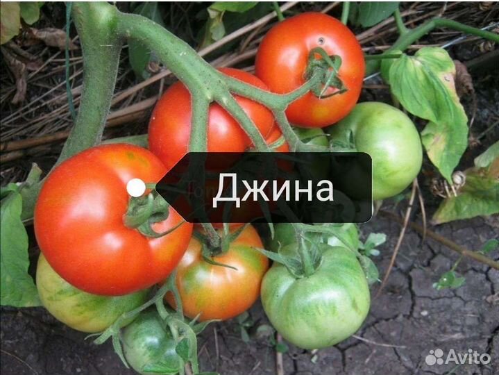 Семена томатов для начинающих дачников