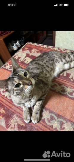 Кошки в добрые руки