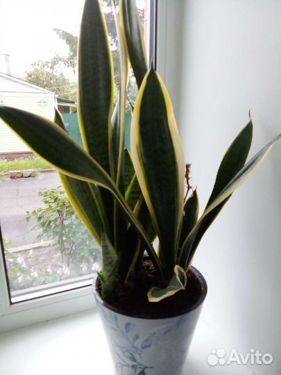 Сансевиерия Футура суперба