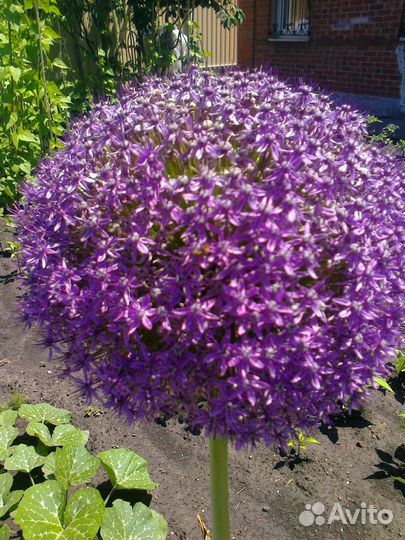 Аллиум луковицы