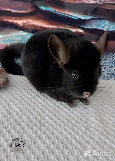 Шиншиллы мама Агата с сыном Литтл и ангора Дени