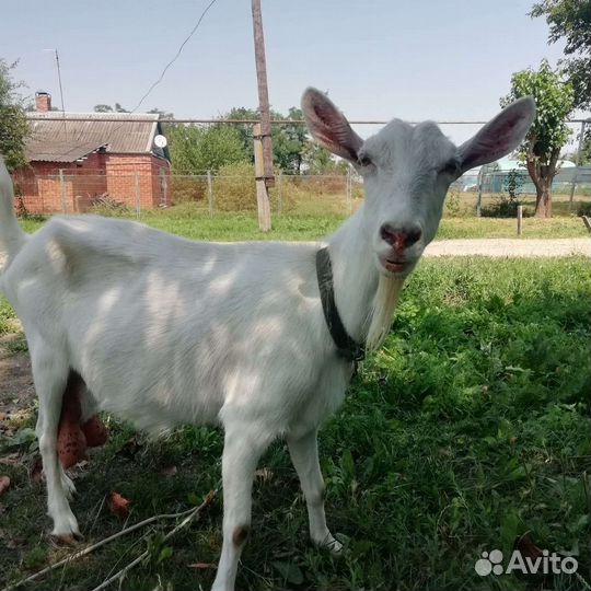 Коза дойная молочная